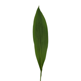 Aspidistra Green - 150 Stems Green flowers - fresh-cut flowers by Bloomingmore - ideal for weddings and floral events