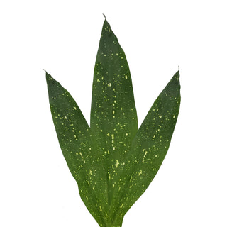 Aspidistra Milkway - 150 Stems Green flowers - fresh-cut flowers by Bloomingmore - ideal for weddings and floral events