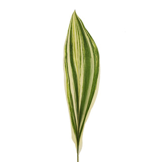 Aspidistra Variegated - 150 Stems Green flowers - fresh-cut flowers by Bloomingmore - ideal for weddings and floral events