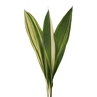 Aspidistra Variegated - 150 Stems Green flowers - fresh-cut flowers by Bloomingmore - ideal for weddings and floral events