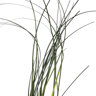 Bear Grass - 10 Bunches Green flowers - fresh-cut flowers by Bloomingmore - ideal for weddings and floral events