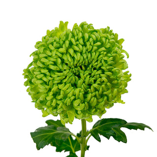 Bombellini Cremon Green flowers - fresh-cut flowers by Bloomingmore - ideal for weddings and floral events