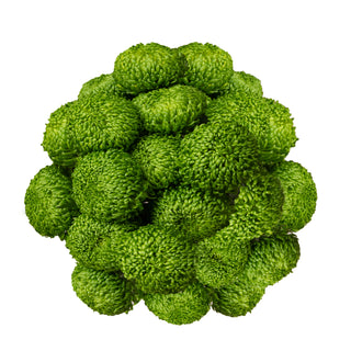 Bombellini Cremon Green flowers - fresh-cut flowers by Bloomingmore - ideal for weddings and floral events