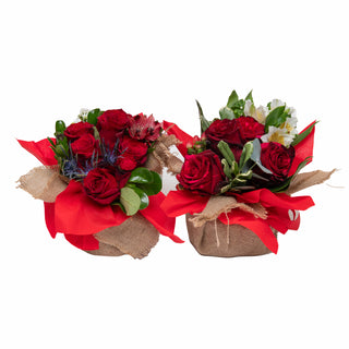 Bouqueto Red - pack 12 Red flowers - fresh-cut flowers by Bloomingmore - perfect for gifting or decoration