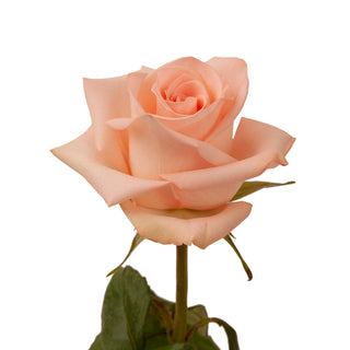 Blooming Boxes, Peach Roses Peach roses - fresh-cut roses by Bloomingmore - ideal for weddings and floral events