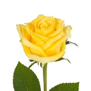 Blooming Boxes, Yellow Roses Yellow roses - fresh-cut roses by Bloomingmore - ideal for weddings and floral events