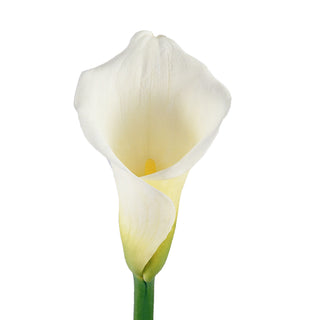 White Calla Lilies White flowers - fresh-cut flowers by Bloomingmore - ideal for weddings and floral events