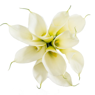 White Calla Lilies White flowers - fresh-cut flowers by Bloomingmore - ideal for weddings and floral events