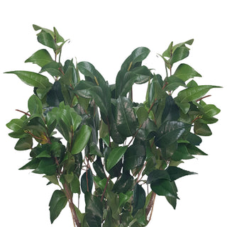 Camellia Green flowers - fresh-cut flowers by Bloomingmore - ideal for weddings and floral events