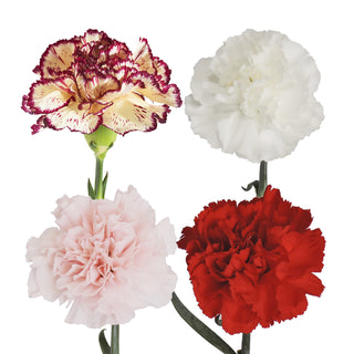 Assorted Carnations Assorted flowers - fresh-cut flowers by Bloomingmore - ideal for weddings and floral events