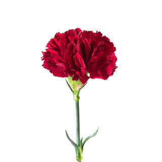Burgundy Carnations Burgundy flowers - fresh-cut flowers by Bloomingmore - ideal for weddings and floral events