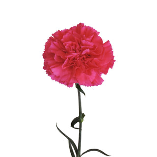 Hot Pink Carnations Pink flowers - fresh-cut flowers by Bloomingmore - ideal for weddings and floral events
