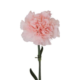 Light Pink Carnations Pink flowers - fresh-cut flowers by Bloomingmore - ideal for weddings and floral events