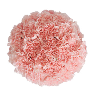 Light Pink Carnations Pink flowers - fresh-cut flowers by Bloomingmore - ideal for weddings and floral events