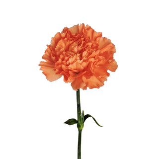 Orange Carnations Orange flowers - fresh-cut flowers by Bloomingmore - ideal for weddings and floral events
