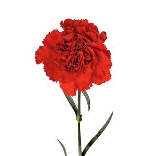 Red Carnations Red flowers - fresh-cut flowers by Bloomingmore - ideal for weddings and floral events