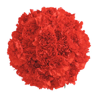 Red Carnations Red flowers - fresh-cut flowers by Bloomingmore - ideal for weddings and floral events