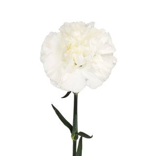 White Carnations White flowers - fresh-cut flowers by Bloomingmore - ideal for weddings and floral events