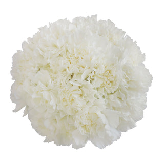 White Carnations White flowers - fresh-cut flowers by Bloomingmore - ideal for weddings and floral events