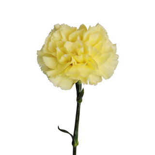 Yellow Carnations Yellow flowers - fresh-cut flowers by Bloomingmore - ideal for weddings and floral events