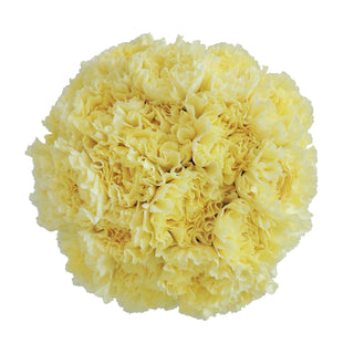 Yellow Carnations Yellow flowers - fresh-cut flowers by Bloomingmore - ideal for weddings and floral events