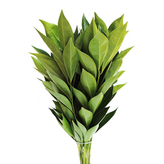 Cocculus Green flowers - fresh-cut flowers by Bloomingmore - ideal for weddings and floral events