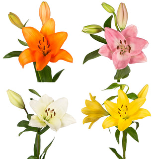 Assorted L.A. Hybrid Lilies - 80 Stems Assorted flowers - fresh-cut flowers by Bloomingmore - ideal for weddings and floral events