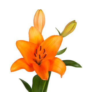 Orange LA Hybrid Lilies - 80 Stems Orange flowers - fresh-cut flowers by Bloomingmore - ideal for weddings and floral events