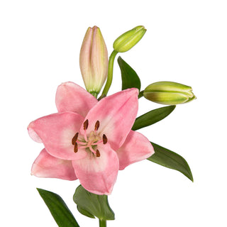 Pink LA Hybrid Lilies Pink flowers - fresh-cut flowers by Bloomingmore - ideal for weddings and floral events