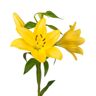 Yellow LA Hybrid Lilies Yellow flowers - fresh-cut flowers by Bloomingmore - ideal for weddings and floral events