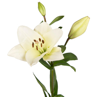 White LA Hybrid Lilies White flowers - fresh-cut flowers by Bloomingmore - ideal for weddings and floral events