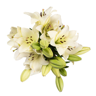 White LA Hybrid Lilies White flowers - fresh-cut flowers by Bloomingmore - ideal for weddings and floral events