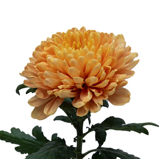 Rossano Cremon Green flowers - fresh-cut flowers by Bloomingmore - ideal for weddings and floral events