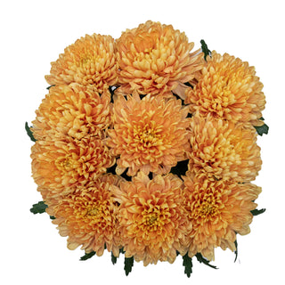 Rossano Cremon Green flowers - fresh-cut flowers by Bloomingmore - ideal for weddings and floral events