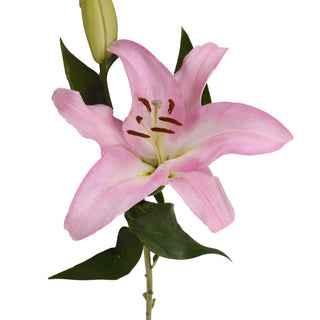 Pink Oriental Lilies Pink flowers - fresh-cut flowers by Bloomingmore - ideal for weddings and floral events