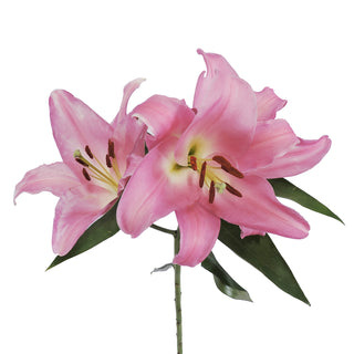Pink Oriental Lilies Pink flowers - fresh-cut flowers by Bloomingmore - ideal for weddings and floral events