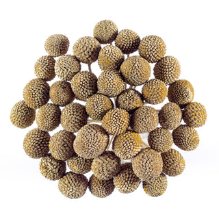 Gold Painted Craspedia Green flowers - fresh-cut flowers by Bloomingmore - ideal for weddings and floral events