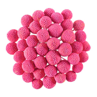 Hot Pink Painted Craspedia Pink flowers - fresh-cut flowers by Bloomingmore - ideal for weddings and floral events