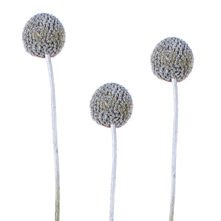 Silver Painted Craspedia Green flowers - fresh-cut flowers by Bloomingmore - ideal for weddings and floral events