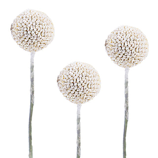 White Painted Craspedia White flowers - fresh-cut flowers by Bloomingmore - ideal for weddings and floral events