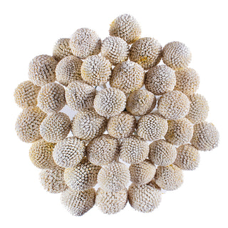 White Painted Craspedia White flowers - fresh-cut flowers by Bloomingmore - ideal for weddings and floral events