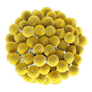 Craspedia Yellow flowers - fresh-cut flowers by Bloomingmore - ideal for weddings and floral events