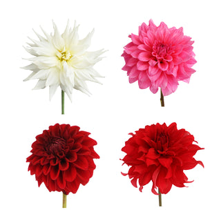 Dahlia Grower's Choice Assortment - 20 Stems Dahlia flowers - fresh-cut flowers by Bloomingmore - ideal for weddings and floral events