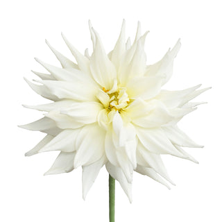 Dahlia White Quartz - 20 Stems White flowers - fresh-cut flowers by Bloomingmore - ideal for weddings and floral events