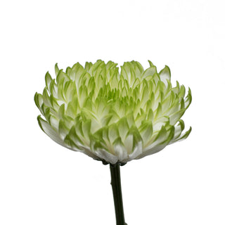 Lime Natural Disbud Cremon Mums Green flowers - fresh-cut flowers by Bloomingmore - ideal for weddings and floral events