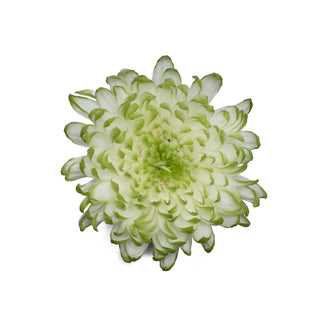 Lime Natural Disbud Cremon Mums Green flowers - fresh-cut flowers by Bloomingmore - ideal for weddings and floral events