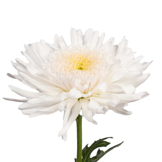White Disbud Cremon Mums White flowers - fresh-cut flowers by Bloomingmore - ideal for weddings and floral events