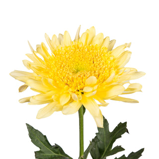 Yellow Natural Disbud Cremon Mums Yellow flowers - fresh-cut flowers by Bloomingmore - ideal for weddings and floral events