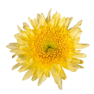 Yellow Natural Disbud Cremon Mums Yellow flowers - fresh-cut flowers by Bloomingmore - ideal for weddings and floral events