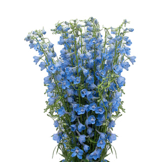 Delphinium Sky Waltz Purple flowers - fresh-cut flowers by Bloomingmore - ideal for weddings and floral events